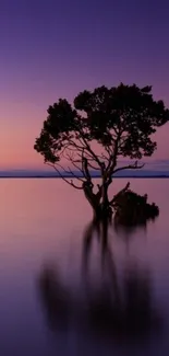 A tranquil sunset with a reflected tree in calm waters, perfect for mobile wallpaper.