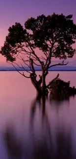 Lone tree reflecting in purple sunset waters.