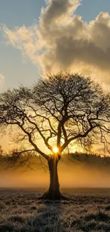 Silhouetted tree and sunset mobile wallpaper with golden light.