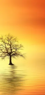 Solitary tree in sunset with water reflection.