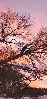 Silhouette of a tree at sunset with a colorful sky.