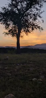 Silhouetted tree against a sunset sky.