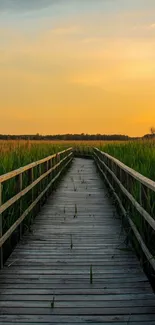 Serene wooden walkway through green reeds at sunset.