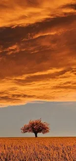 Lone tree in wheat field with vibrant sunset sky.