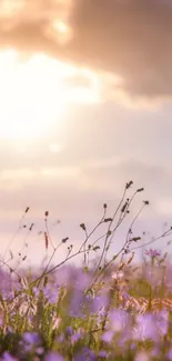 Serene sunset over wildflowers in a tranquil field with soft colors.