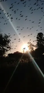 Serene sunset with flying birds and silhouetted trees.