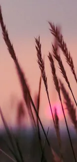 Serene sunset with grasses silhouette.