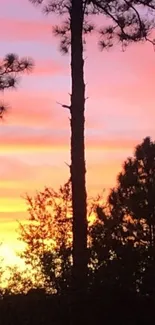 Sunset view with silhouetted trees against a colorful sky.