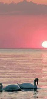 Tranquil sunset with swans on the water, under a pink sky.