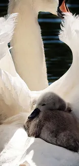 Swan with cygnets nestled in its feathers, creating a peaceful mobile wallpaper.