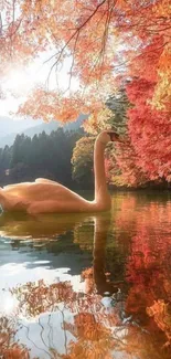 Swan gliding on an autumn lake surrounded by orange foliage.