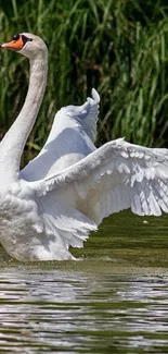 Elegant swan flapping wings on a peaceful lake.