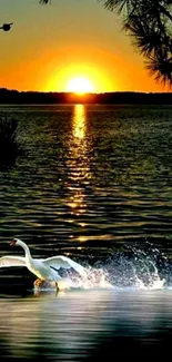 Swan glides across a lake at sunset, reflecting vibrant orange hues.