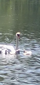 Swan family gliding gracefully on a tranquil lake.