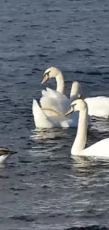 Swans gracefully swim in a tranquil lake.