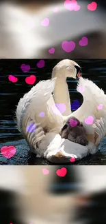 A serene white swan floating with colorful hearts on water.