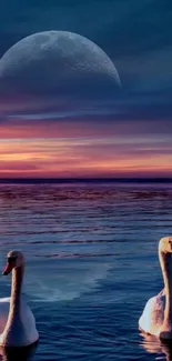 Swans gliding on a lake at sunset with the moon rising.