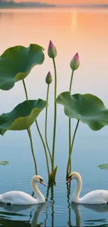 Two swans glide over a serene lake at sunset.
