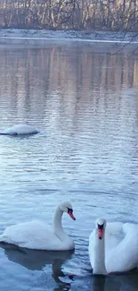 Swans gliding on a serene lake surrounded by a misty forest.