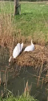 Two swans nesting by a pond in a green field.