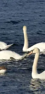 Swans gracefully glide over a serene blue lake, creating a calming mobile wallpaper.