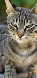 Close-up of a serene tabby cat with green eyes in nature.