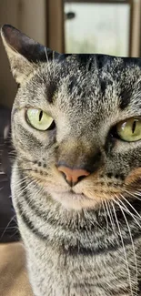 Close-up of a tabby cat with green eyes looking directly.