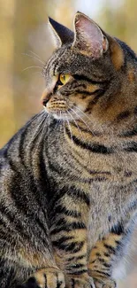 Serene tabby cat sitting on a wooden post in a natural setting.