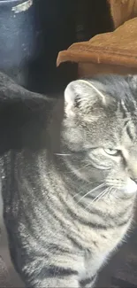 A serene tabby cat with striking green eyes.