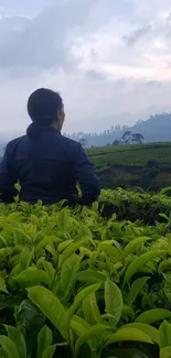 Person standing in lush tea garden with cloudy sky.