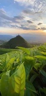 Serene tea garden with sunset view.