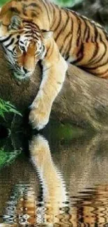 Tiger resting on a log with a serene reflection in the water.