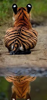 Tiger sitting by water with reflection, path, and greenery.