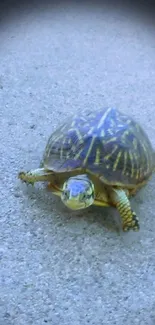 Tortoise on a gray, sandy background in a tranquil setting.