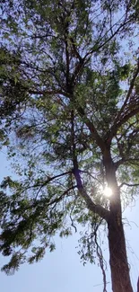 A tall tree with sunlit branches against a clear blue sky.