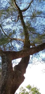 Majestic tree reaching into a blue sky.