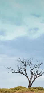 Lone tree under pastel sky in open field.