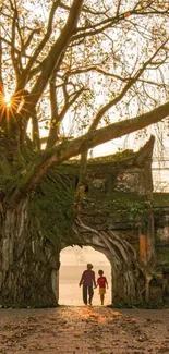 Serene tree archway at sunset, with warm golden light.