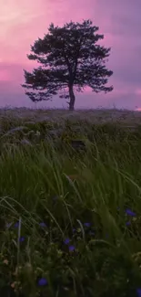 A lone tree stands in a field against a purple sunset sky.