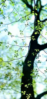 Tree branches with green leaves against blue sky background.