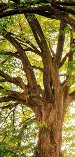 Serene tree canopy with sunlight filtering through lush green leaves.