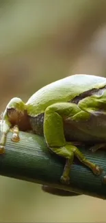 Vibrant green tree frog on a bamboo branch.