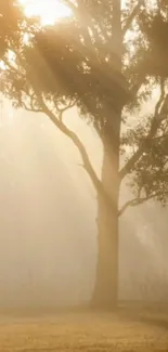 Majestic tree in golden sunlight creating a tranquil ambiance.