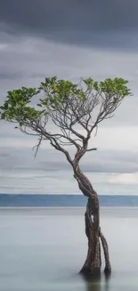 Solitary tree in calm misty waters with a serene sky background.