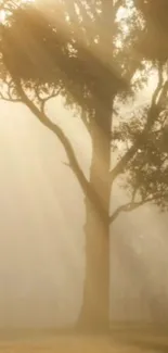 Serene tree with morning light filtering through branches, creating a peaceful scene.