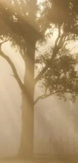 A tree silhouetted in soft, golden morning light.