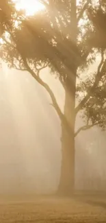 A tranquil tree silhouette in golden morning light with mist.