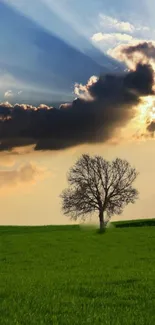 Lone tree in a green field under a dramatic sunset sky.