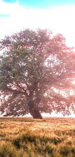 A serene tree in a meadow under a vibrant sunset sky.