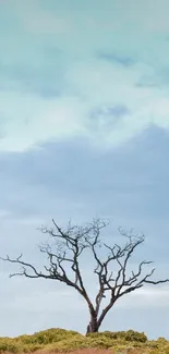 A lone barren tree against a sky blue backdrop.